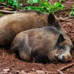 Wo schlafen Wildschweine?