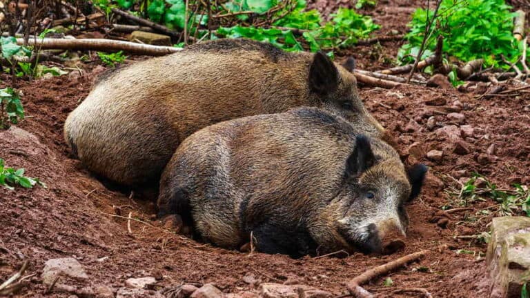 Mehr über den Artikel erfahren Wo schlafen Wildschweine?