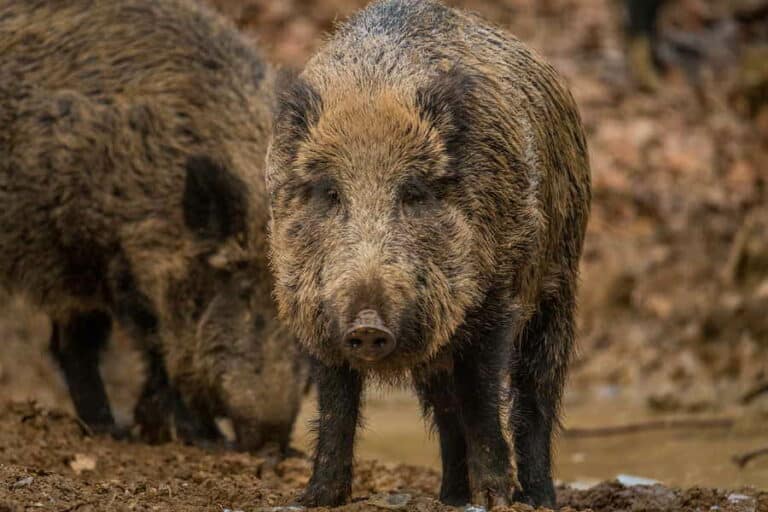 Mehr über den Artikel erfahren Was Wildschweine nicht mögen