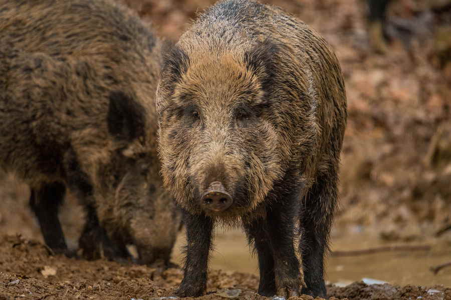 Du betrachtest gerade Was Wildschweine nicht mögen