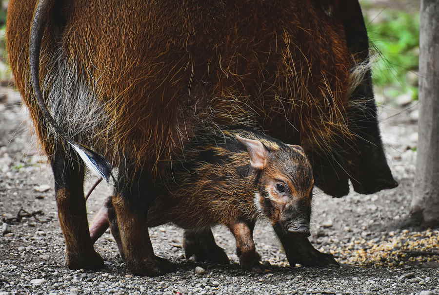 Wildschweine riechen nach Maggi