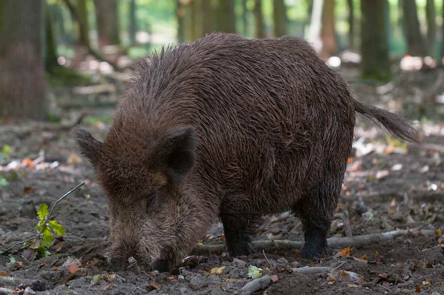 Männliche Wildschweine wiegen um die 100 kg, es gibt aber auch Exemplare, die 200 kg hatten