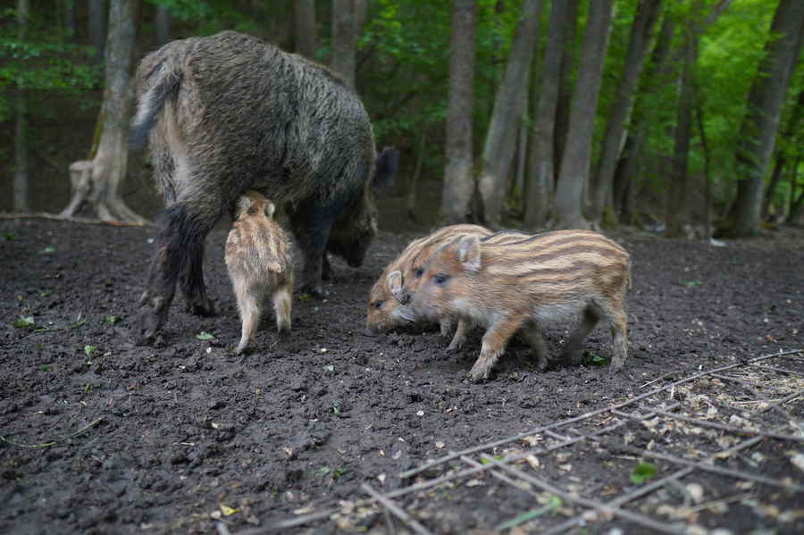 Eine Bache mit ihren Frischlingen