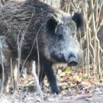 Wann haben Wildschweine Frischlinge?