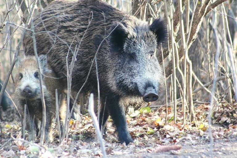 Mehr über den Artikel erfahren Wann haben Wildschweine Frischlinge?