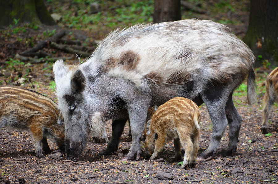 Du betrachtest gerade Wie viele Wildschweine gibt es in Deutschland?