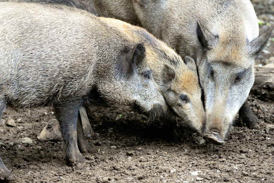 Du betrachtest gerade Welche Geräusche machen Wildschweine?