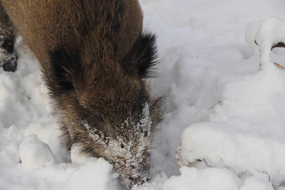 Wildschwein im Winter im Schnee