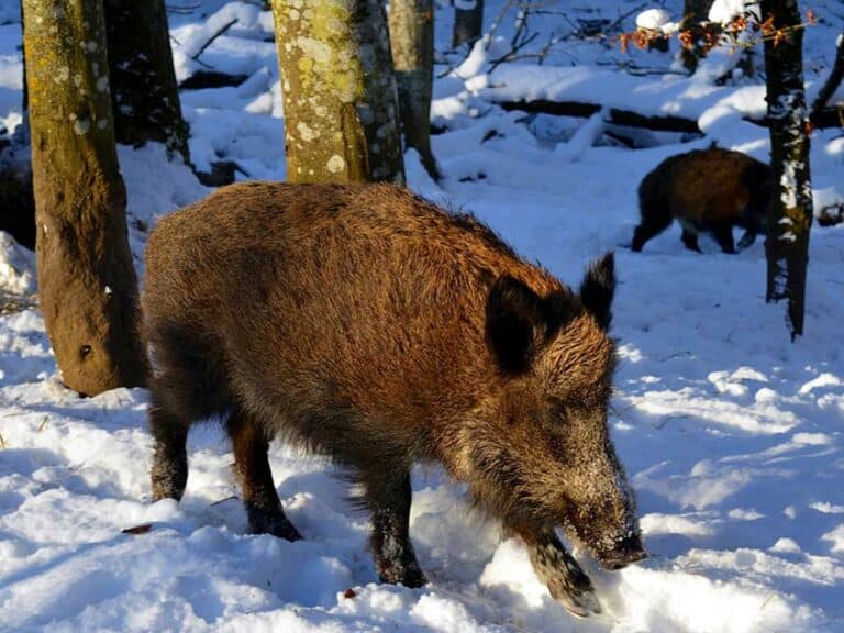 Mehr über den Artikel erfahren Was machen Wildschweine im Winter?