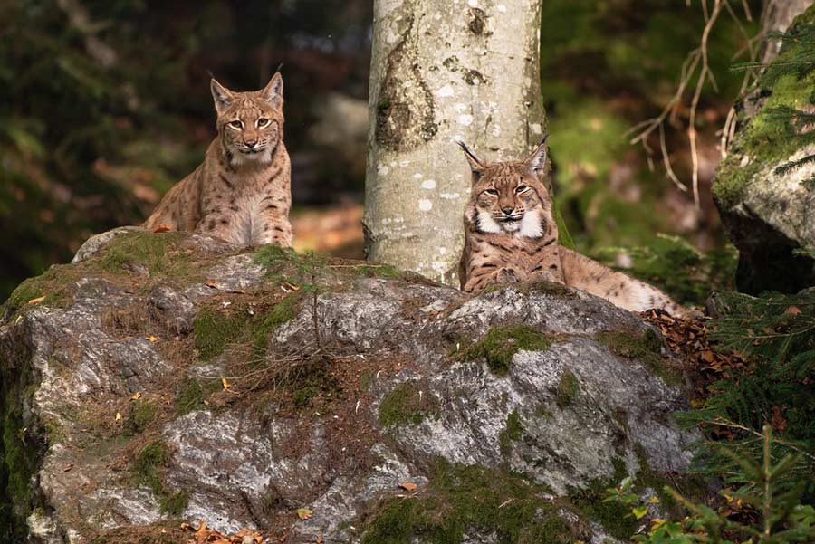 Luchs