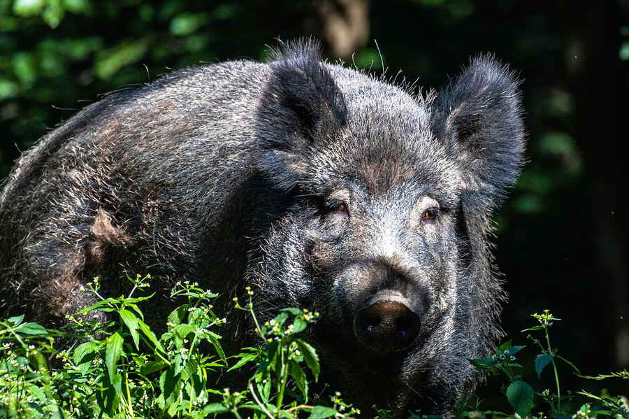 Wildschwein im Wald