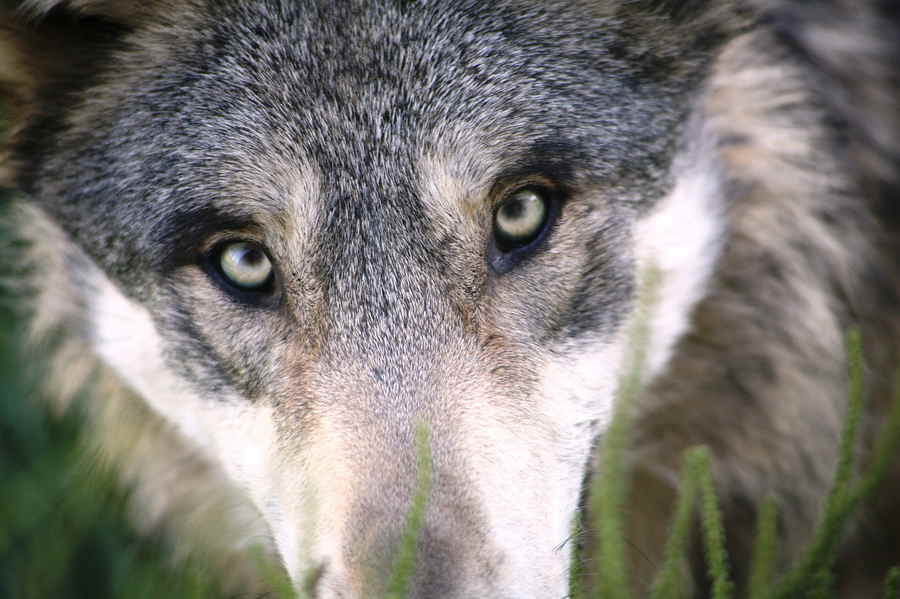 Die Augen des Wolfes