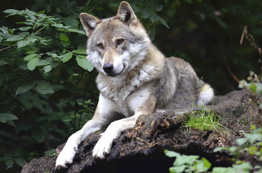 Der Wolf ist zurück