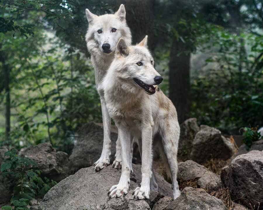 Du betrachtest gerade Eigenschaften des Wolfes