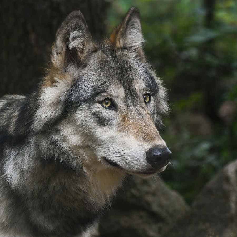 Ein erwachsener Wolf