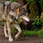 Gefährliche Tiere im deutschen Wald