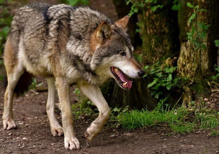 Mehr über den Artikel erfahren Gefährliche Tiere im deutschen Wald