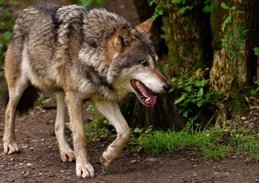 Du betrachtest gerade Gefährliche Tiere im deutschen Wald