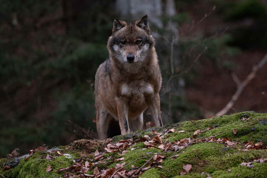 Ein Wolf im Wald