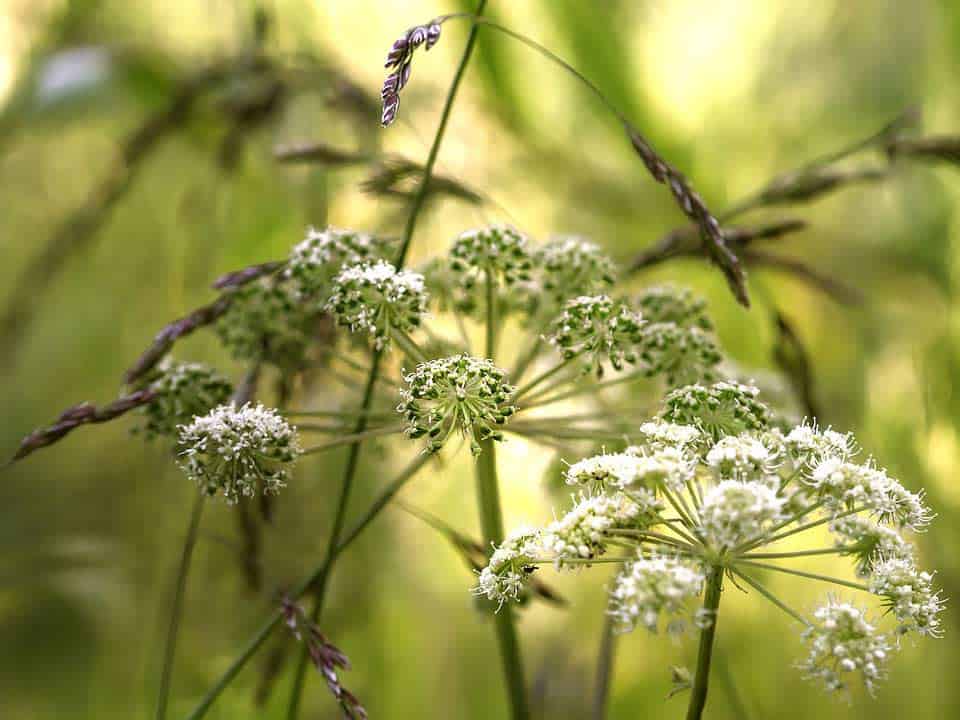 Engelwurz im Wald