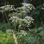 Wald-Engelwurz: Das aromatische Wildkraut unserer Wälder