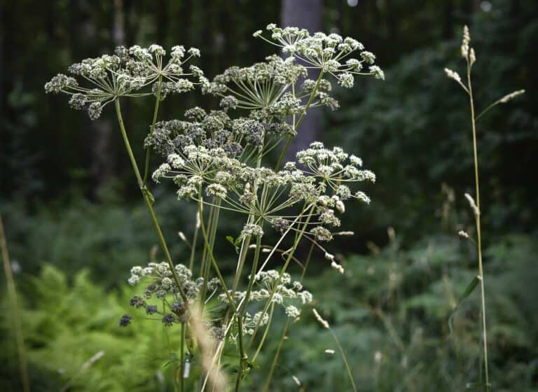 Mehr über den Artikel erfahren Wald-Engelwurz: Das aromatische Wildkraut unserer Wälder