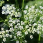 Wiesenkerbel: Das unterschätzte Kraut unserer Waldwiesen