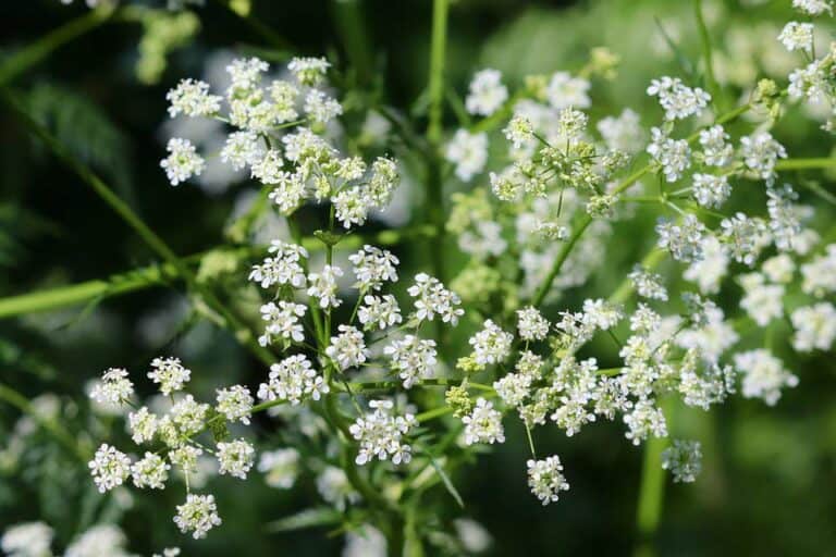 Mehr über den Artikel erfahren Wiesenkerbel: Das unterschätzte Kraut unserer Waldwiesen