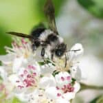 Waldbienen – Wildbienen im Wald