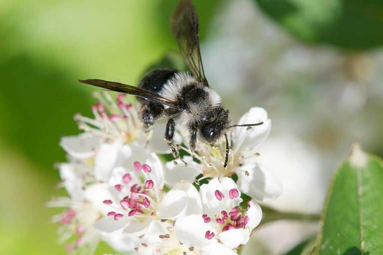 Mehr über den Artikel erfahren Waldbienen – Wildbienen im Wald