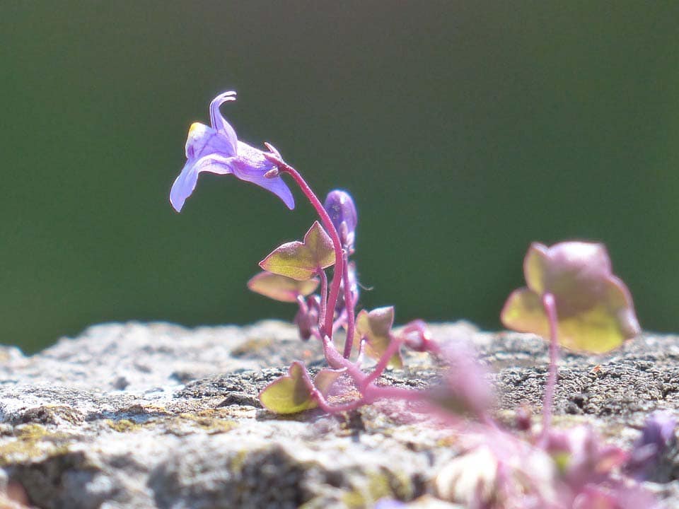 Zimbelkraut Blüte