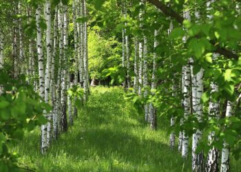 Birkenwald im Sommer