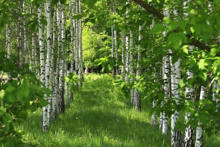 Mehr über den Artikel erfahren Der Wald im Sommer