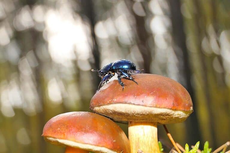 Mehr über den Artikel erfahren Gefährliche Insekten im deutschen Wald