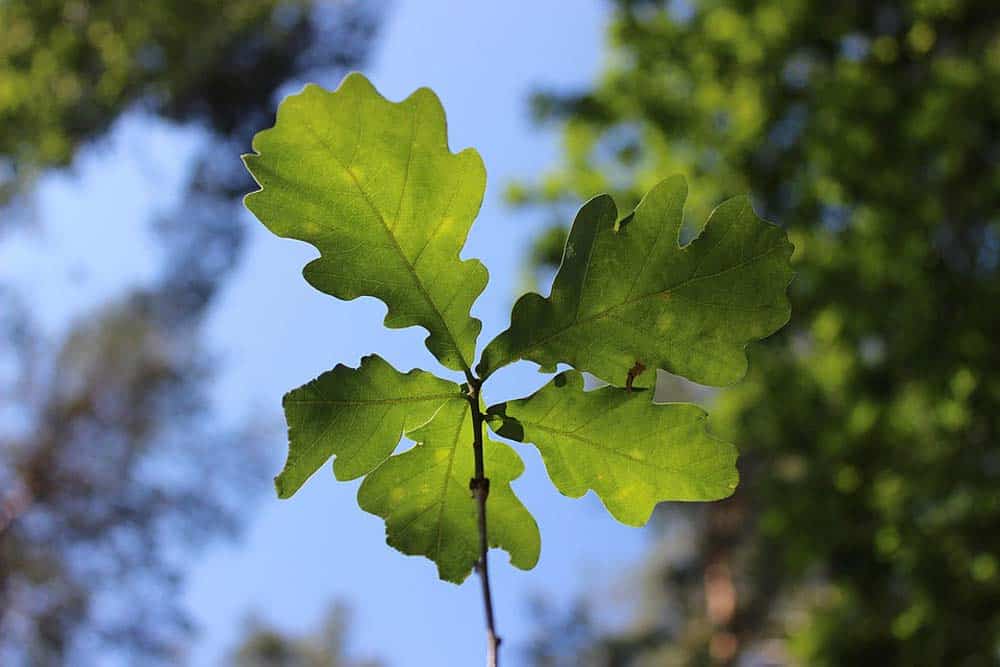 Eiche mit Eichenblatt im Sommer