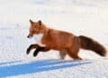 Fuchs im Winter (depositphotos.com)
