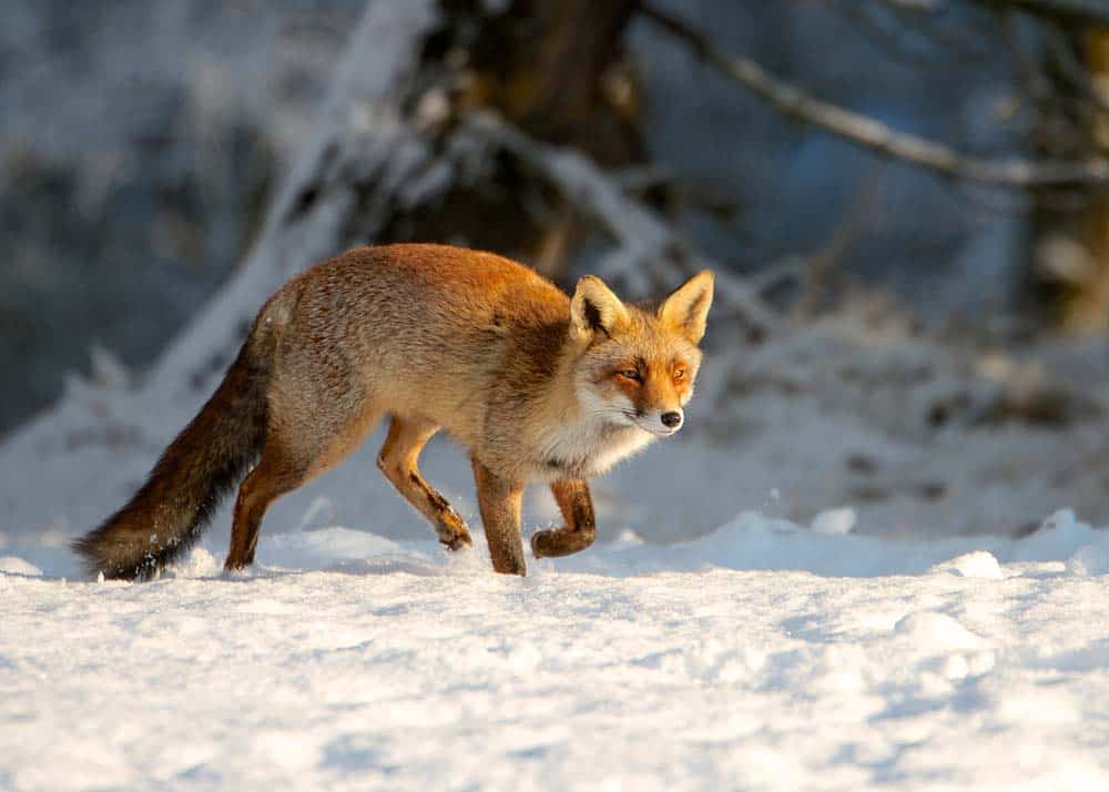 Fuchs im Winter (depositphotos.com)