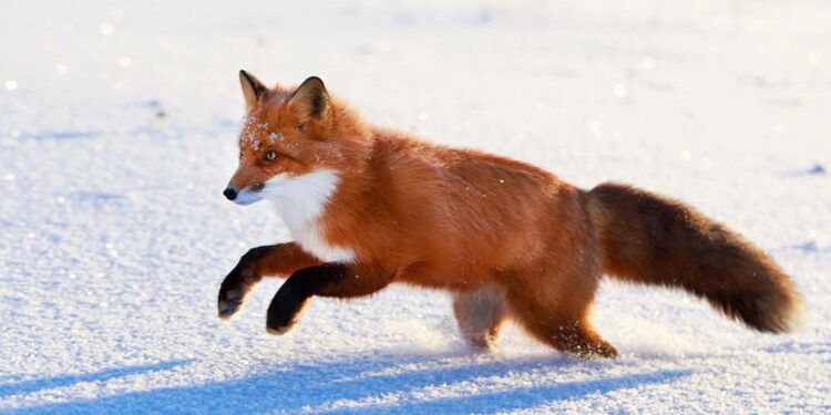 Fuchs im Winter (depositphotos.com)