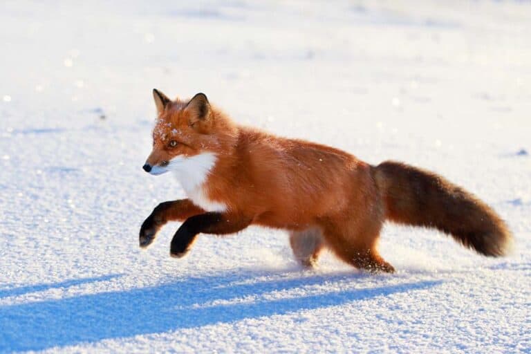 Mehr über den Artikel erfahren Was tun Füchse im Winter?