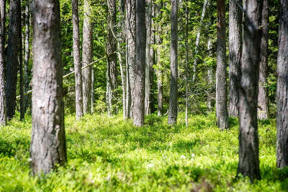 Krautschicht im Sommerwald