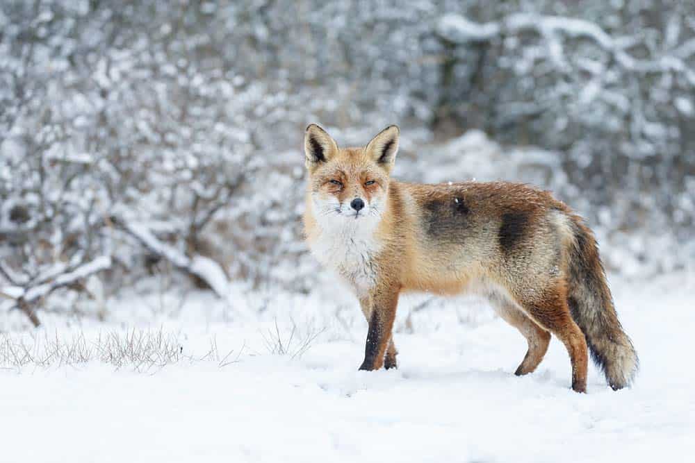 Der Rotfuchs im Winter (depositphotos.com)