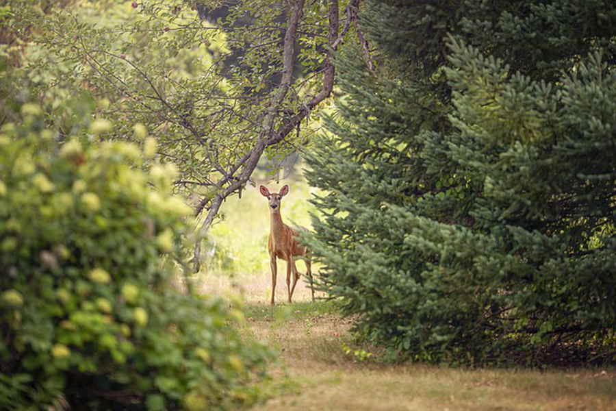 Rehe im Sommerwald