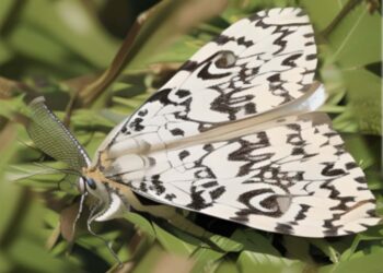 Nonnenfalter (Symbolbild)