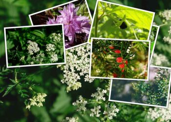 Giftige Waldpflanzen