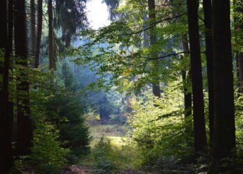 Der Wald im Wandel