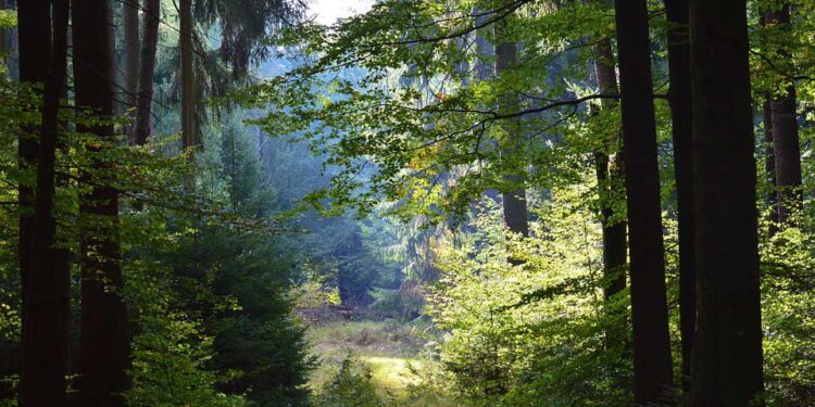 Der Wald im Wandel