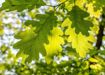 Eiche mit typischen Eichenblätter