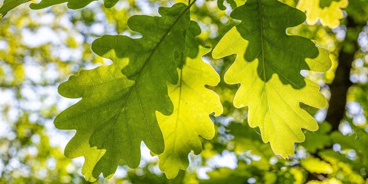 Eiche mit typischen Eichenblätter