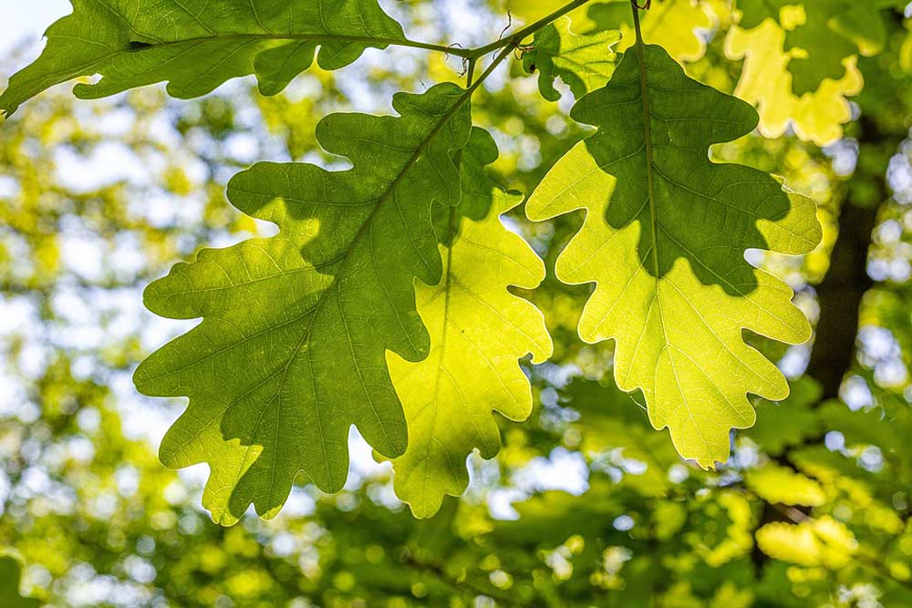 Eichenarten Ein Baumschatz In Der Natur Entdecken Waldpedia de