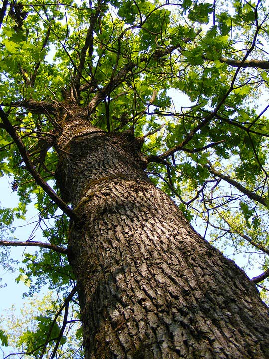 Große Eiche Große Eiche